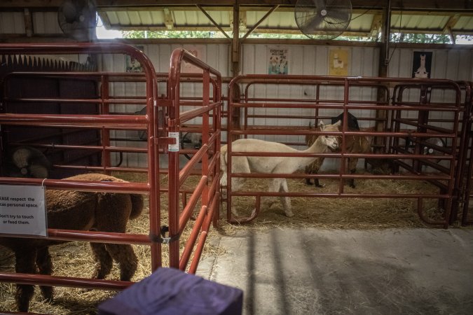 New Jersey State Fair 2026