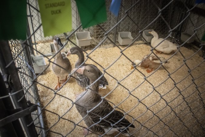 New Jersey State Fair 2026