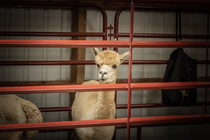 New Jersey State Fair 2026