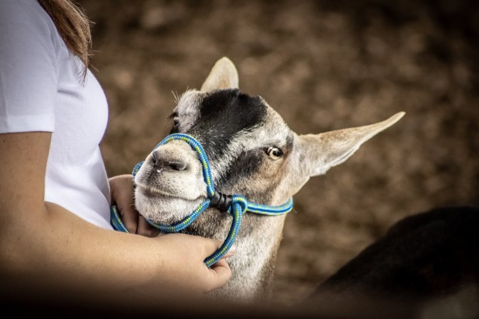 New Jersey State Fair 2026