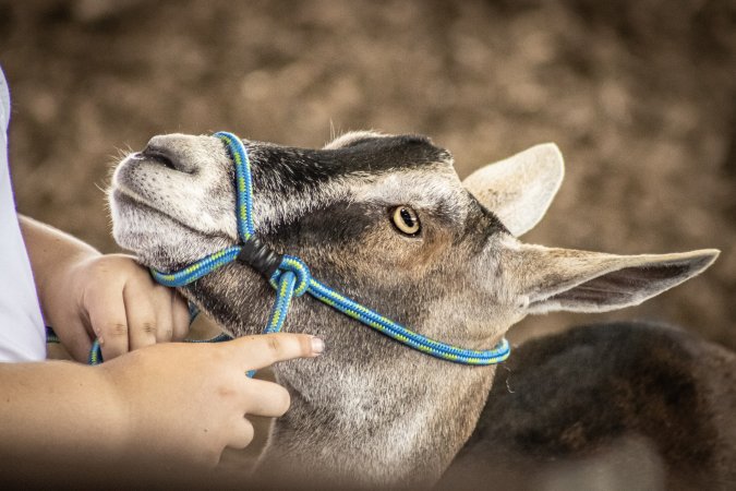 New Jersey State Fair 2026