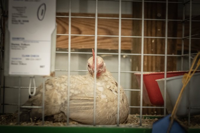 New Jersey State Fair 2026