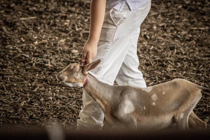 New Jersey State Fair 2026