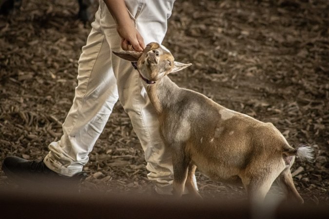 New Jersey State Fair 2026