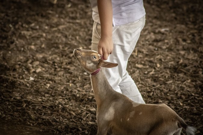 New Jersey State Fair 2026