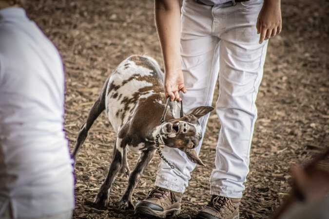 New Jersey State Fair 2026