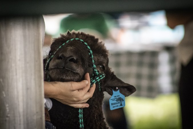 Somerset County 4-H Fair 2026