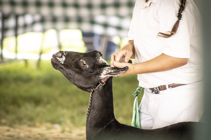 Somerset County 4-H Fair 2026