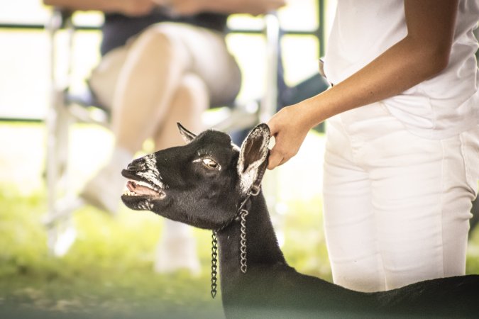 Somerset County 4-H Fair 2026