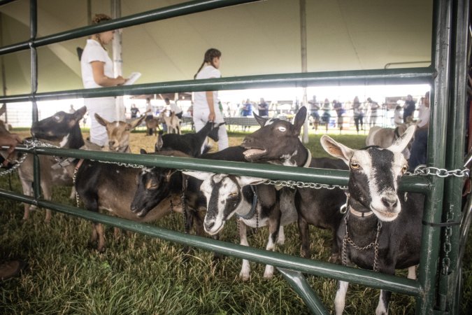 Somerset County 4-H Fair 2026