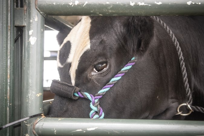 Somerset County 4-H Fair 2026