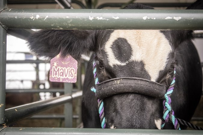 Somerset County 4-H Fair 2026