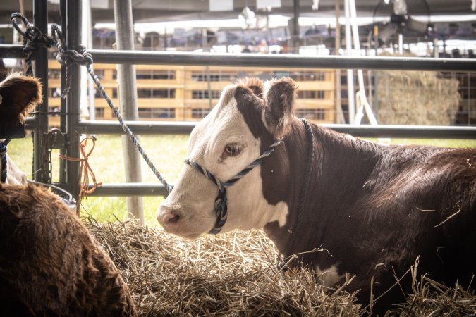 Somerset County 4-H Fair 2026