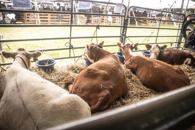 Somerset County 4-H Fair 2026