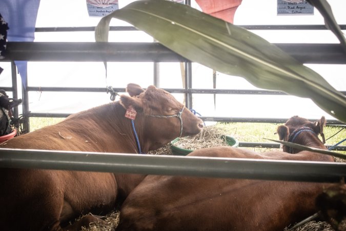 Somerset County 4-H Fair 2026
