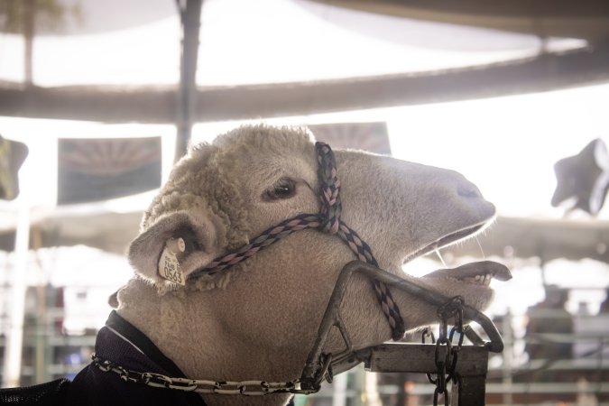 Somerset County 4-H Fair 2026