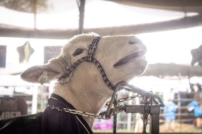 Somerset County 4-H Fair 2026