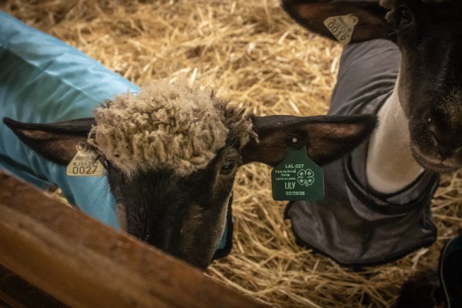 Somerset County 4-H Fair 2026