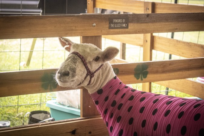 Somerset County 4-H Fair 2026