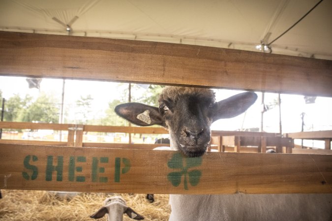 Somerset County 4-H Fair 2026