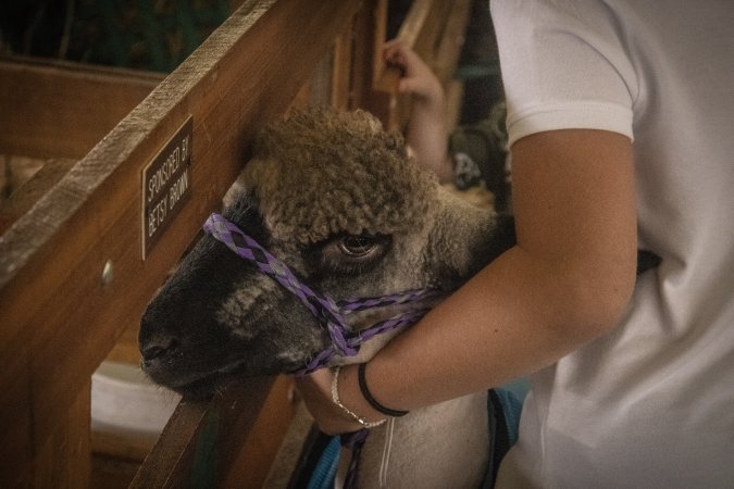 Somerset County 4-H Fair 2026