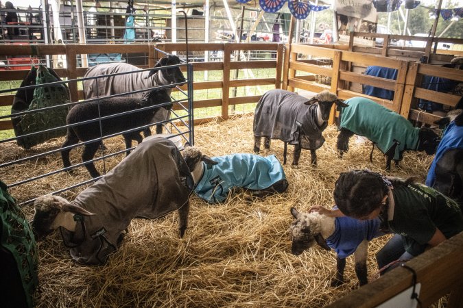 Somerset County 4-H Fair 2026