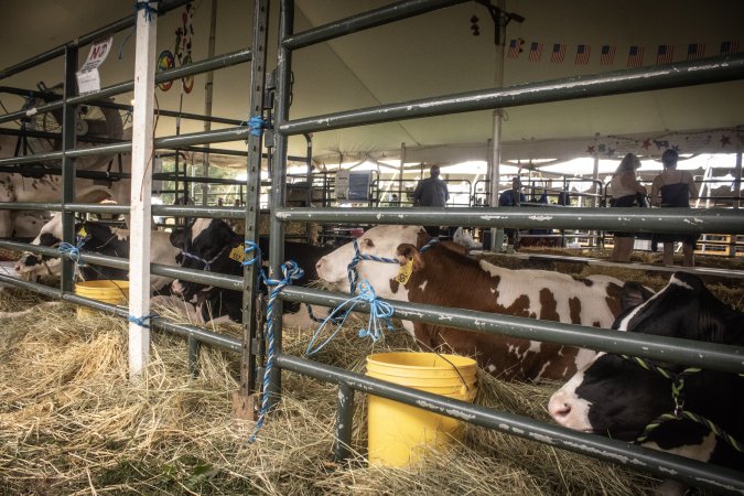 Somerset County 4-H Fair 2026