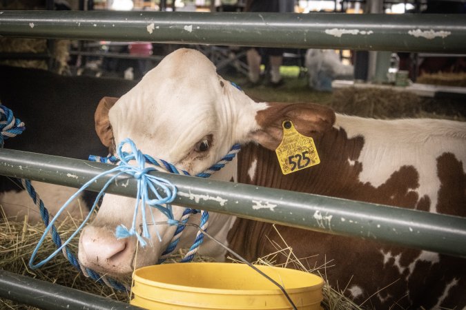 Somerset County 4-H Fair 2026