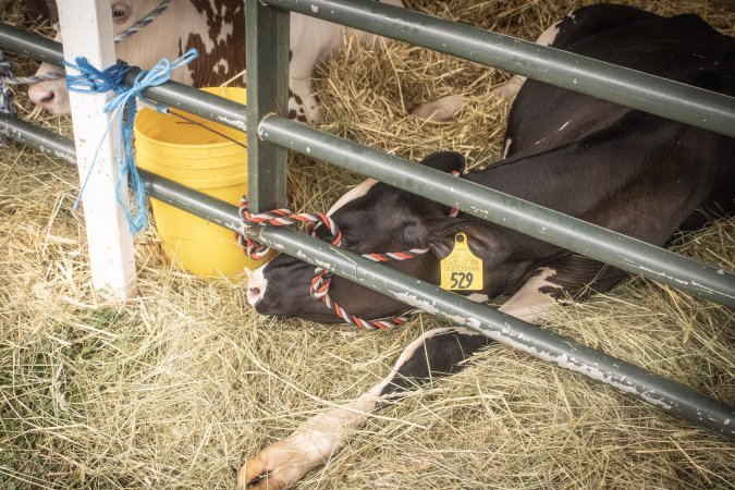 Somerset County 4-H Fair 2026