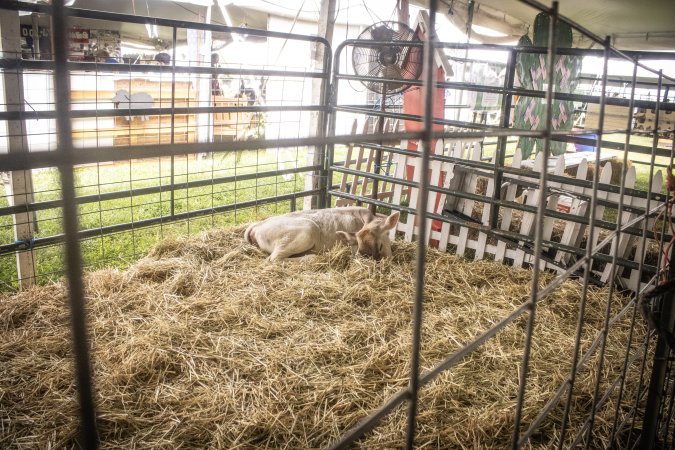 Somerset County 4-H Fair 2026