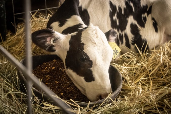 Somerset County 4-H Fair 2026