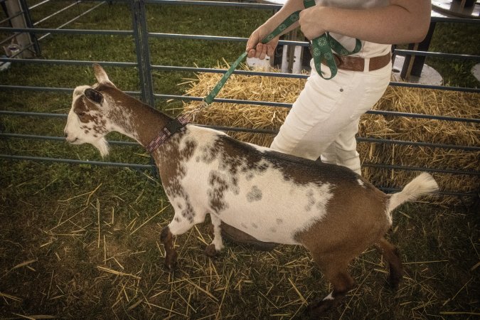 Somerset County 4-H Fair 2026
