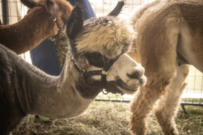 Somerset County 4-H Fair 2026
