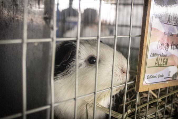 Somerset County 4-H Fair 2026