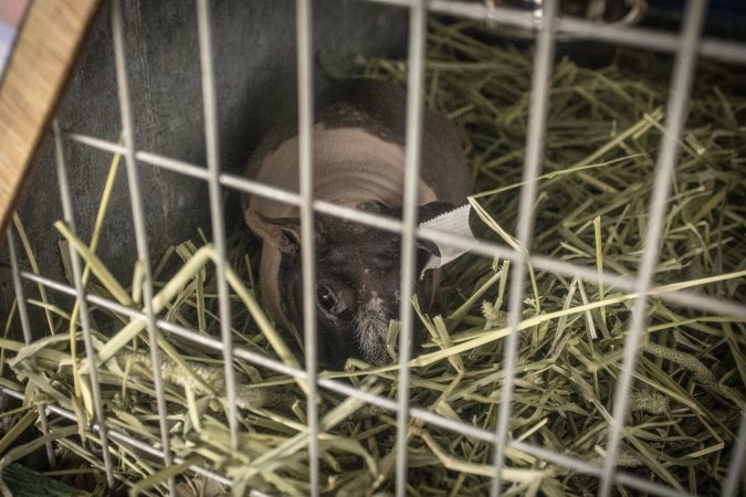 Somerset County 4-H Fair 2026