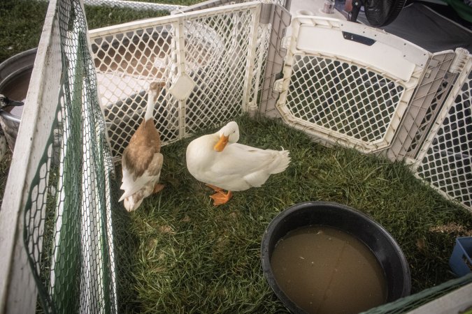 Somerset County 4-H Fair 2026