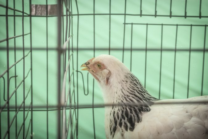 Somerset County 4-H Fair 2026