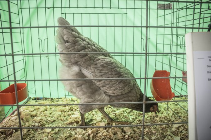 Somerset County 4-H Fair 2026