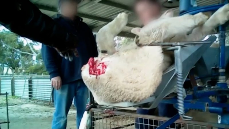Live Lamb Cutting Screenshots - Collective Fashion Justice