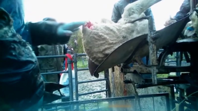 Live Lamb Cutting Screenshots - Collective Fashion Justice
