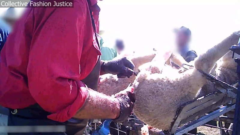 Live Lamb Cutting Screenshots - Collective Fashion Justice