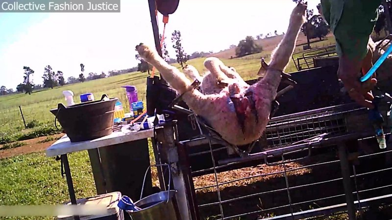 Live Lamb Cutting Screenshots - Collective Fashion Justice