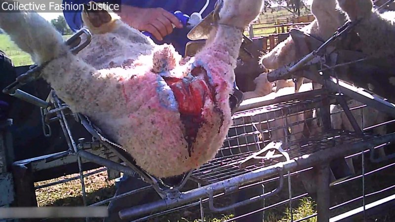 Live Lamb Cutting Screenshots - Collective Fashion Justice