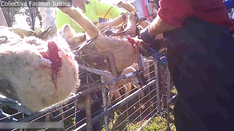 Live Lamb Cutting Screenshots - Collective Fashion Justice