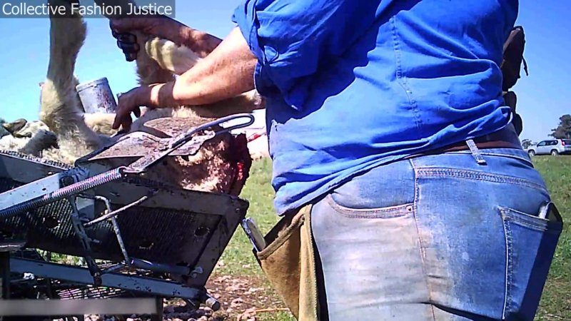 Live Lamb Cutting Screenshots - Collective Fashion Justice