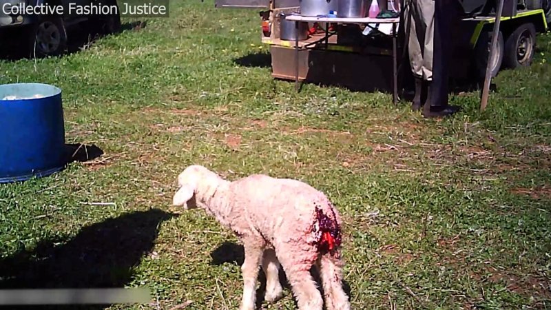 Live Lamb Cutting Screenshots - Collective Fashion Justice