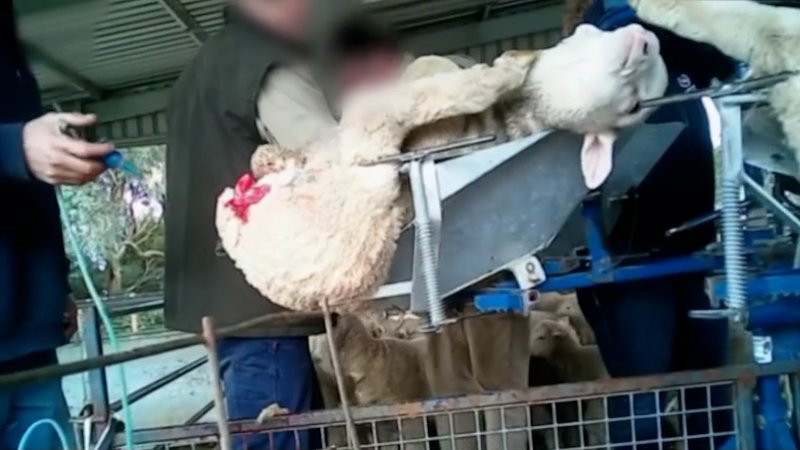 Live Lamb Cutting Screenshots - Collective Fashion Justice