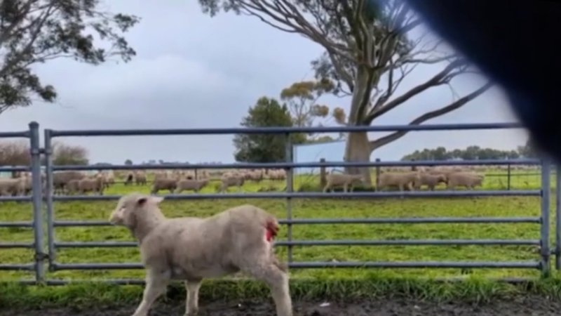 Live Lamb Cutting Screenshots - Collective Fashion Justice