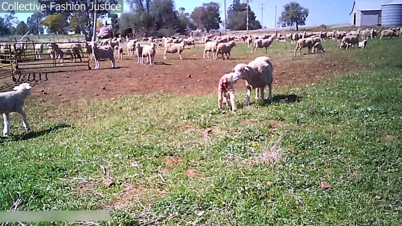 Live Lamb Cutting Screenshots - Collective Fashion Justice