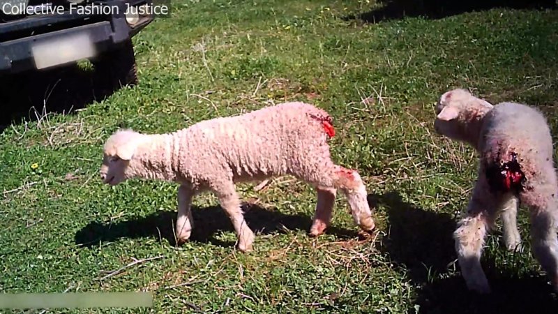 Live Lamb Cutting Screenshots - Collective Fashion Justice